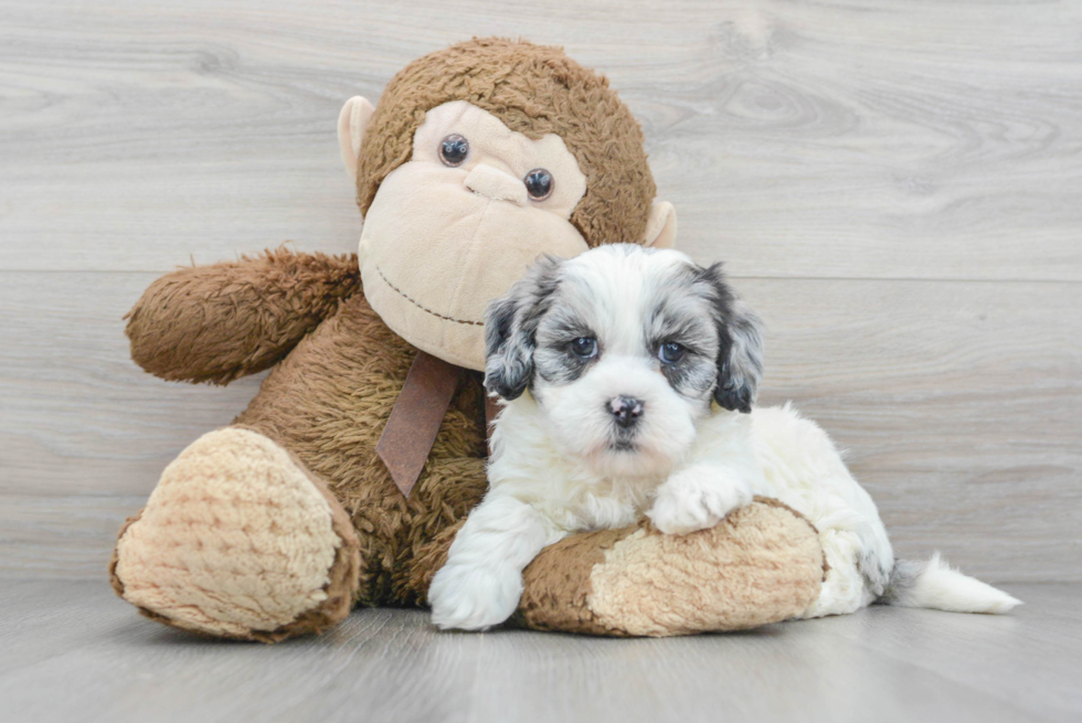 Shih Poo Pup Being Cute