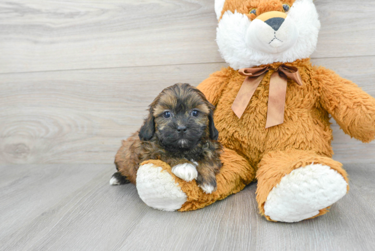 Shih Poo Pup Being Cute