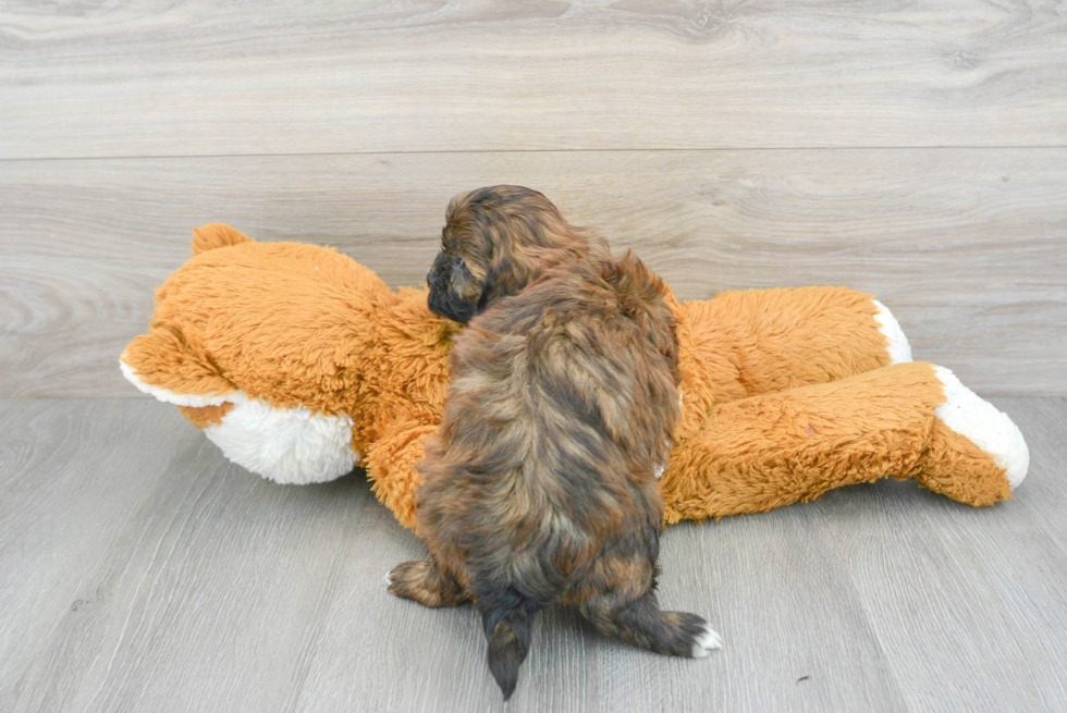 Adorable Shih Poo Poodle Mix Puppy