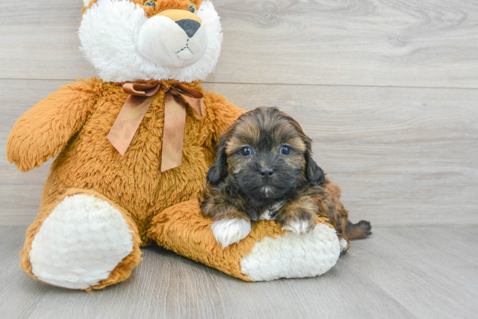 Shih Poo Pup Being Cute