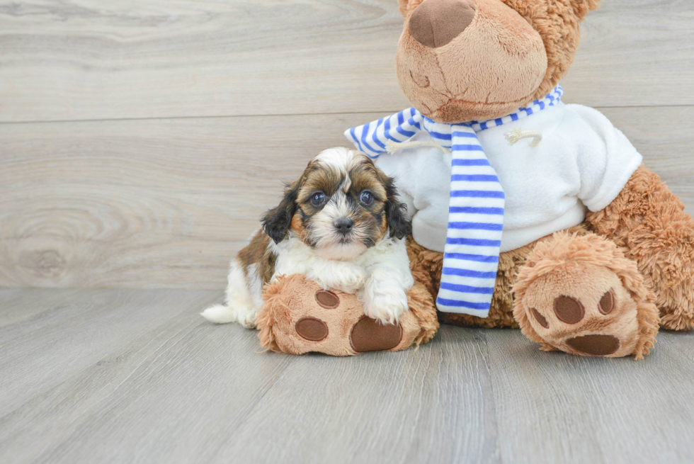 Smart Shih Poo Poodle Mix Pup