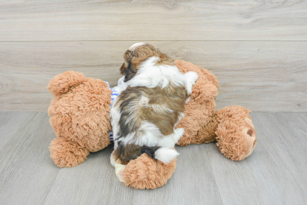 Sweet Shih Poo Baby