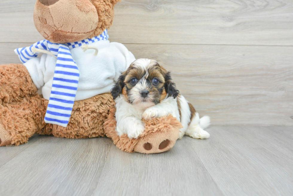 Hypoallergenic Shihpoo Poodle Mix Puppy