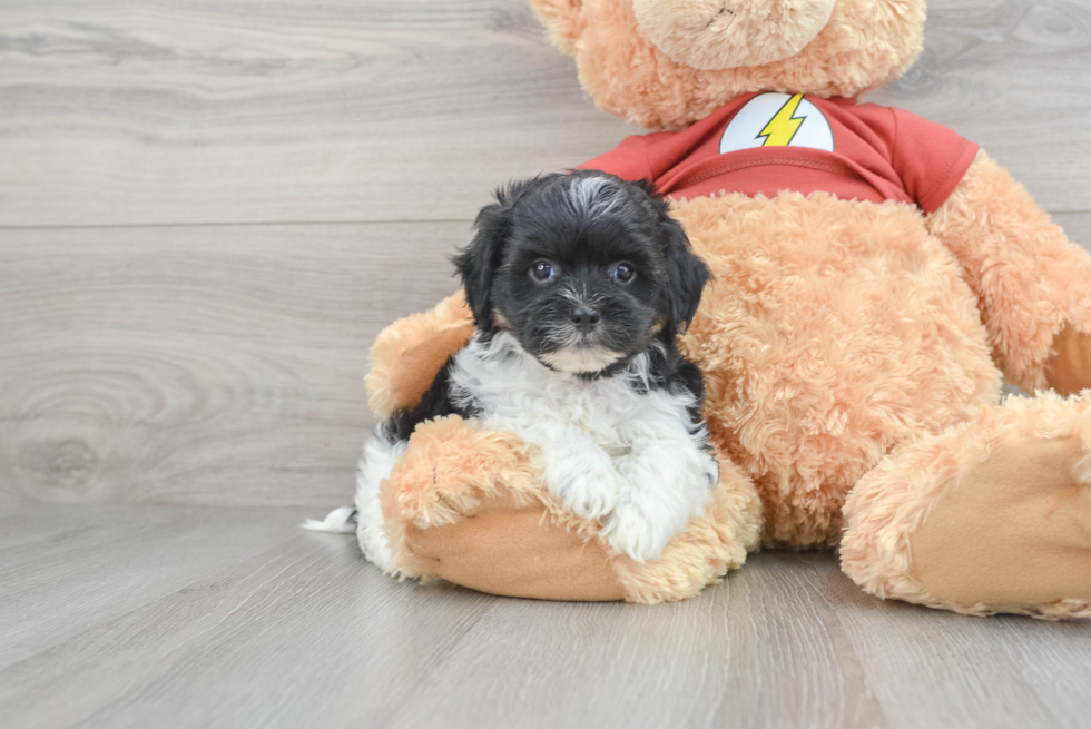 Adorable Shih Poo Poodle Mix Puppy