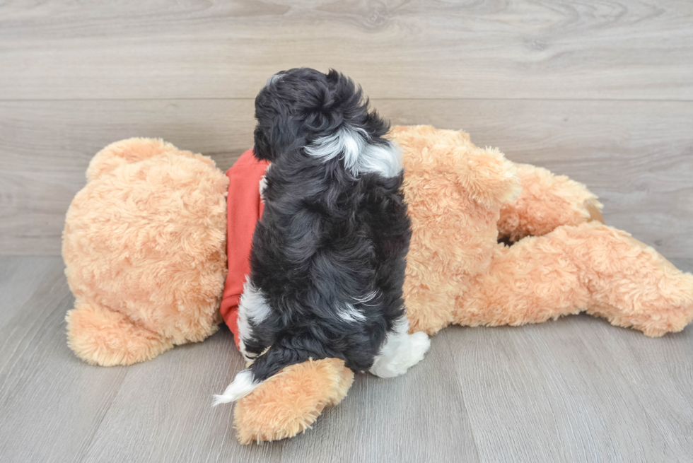 Shih Poo Pup Being Cute