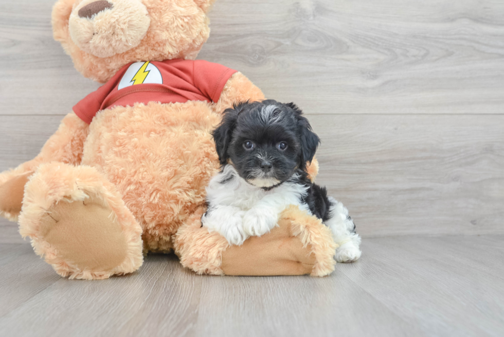 Adorable Shih Poo Poodle Mix Puppy