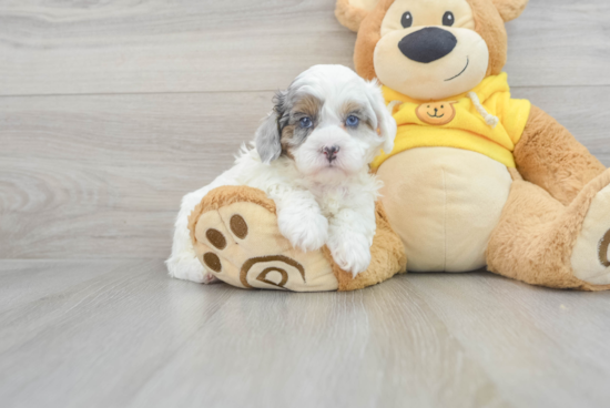 Best Shih Poo Baby