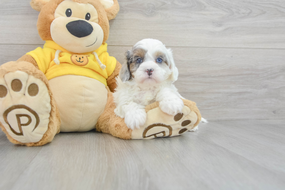 Shih Poo Pup Being Cute