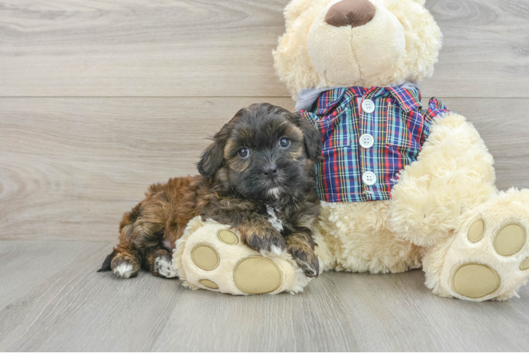 Adorable Shihpoo Poodle Mix Puppy