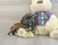 7 week old Shih Poo Puppy For Sale - Premier Pups