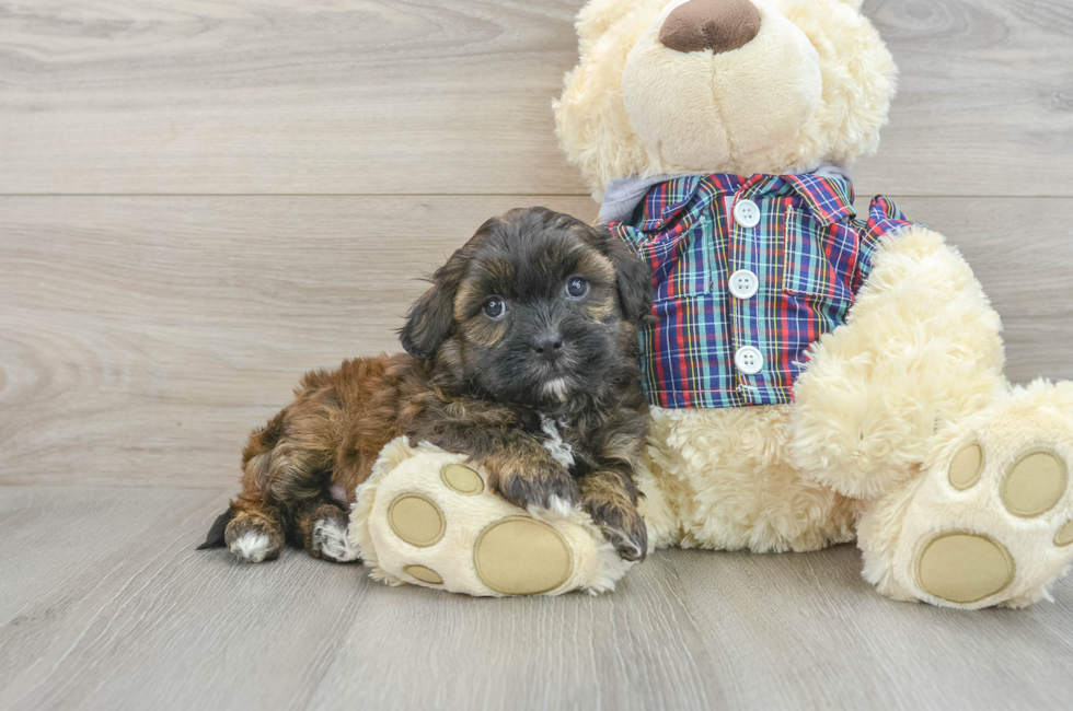 7 week old Shih Poo Puppy For Sale - Premier Pups