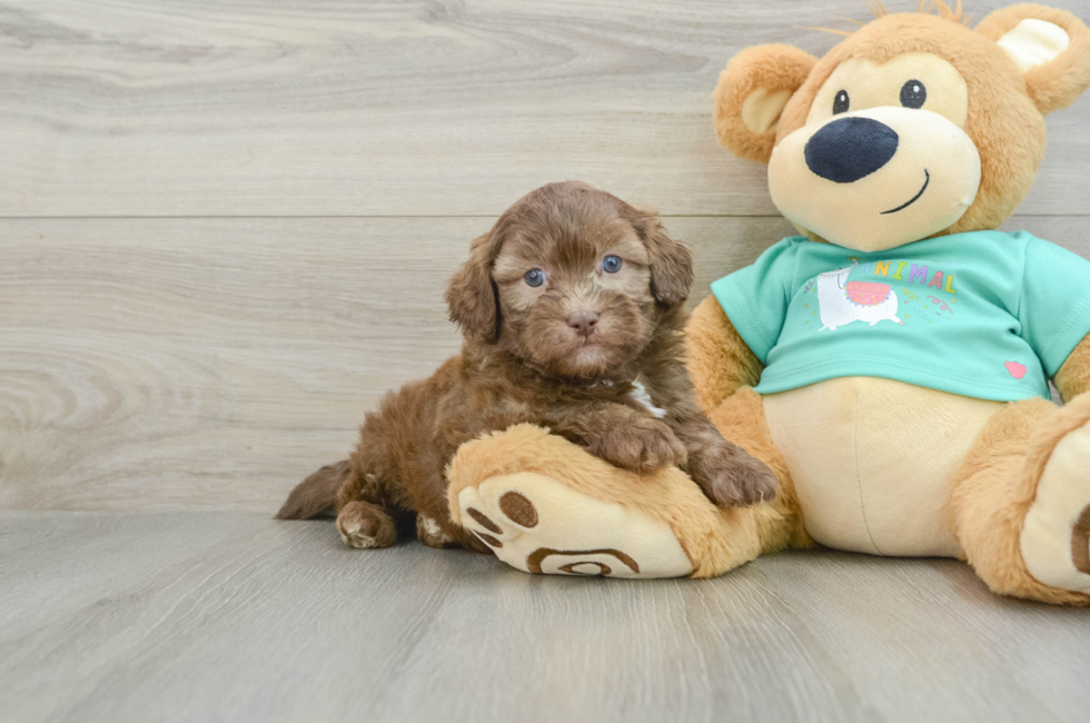 6 week old Shih Poo Puppy For Sale - Premier Pups