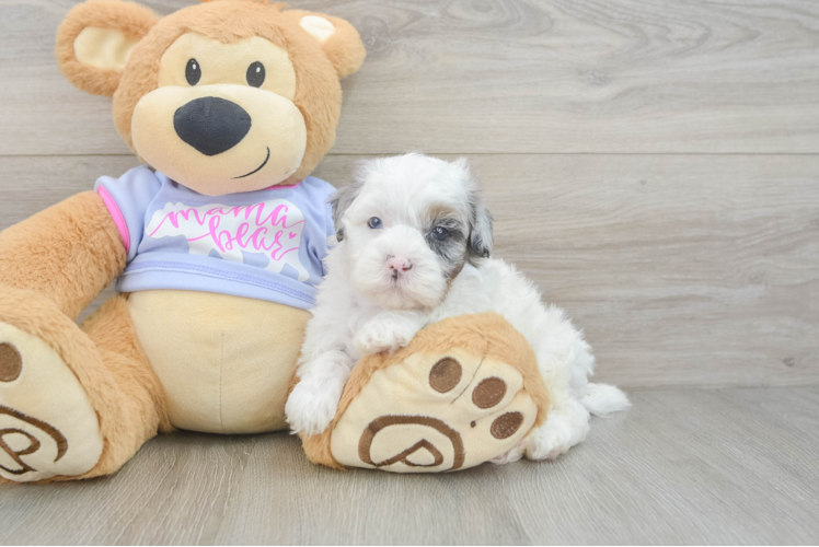 Playful Shihpoo Poodle Mix Puppy