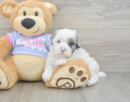 6 week old Shih Poo Puppy For Sale - Premier Pups