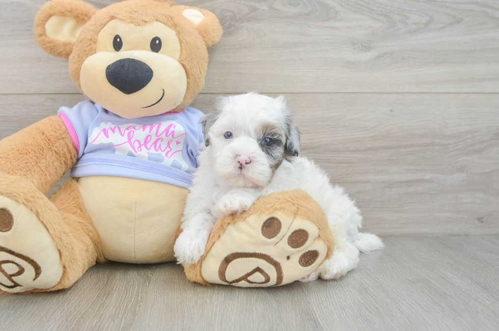 5 week old Shih Poo Puppy For Sale - Premier Pups