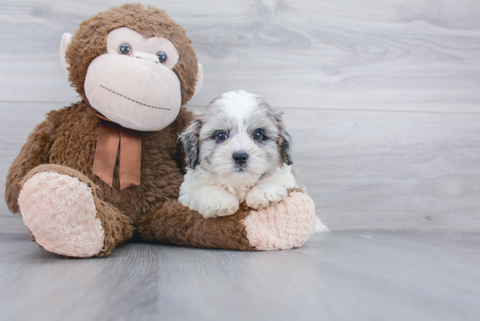 Best Shih Poo Baby