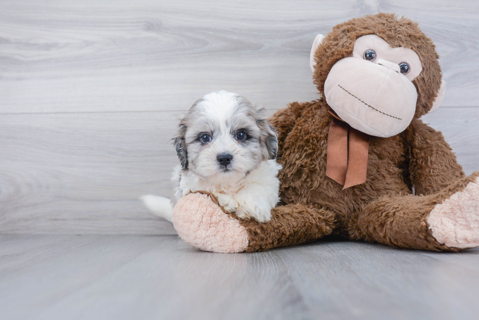 Playful Shih Poo Poodle Mix Puppy