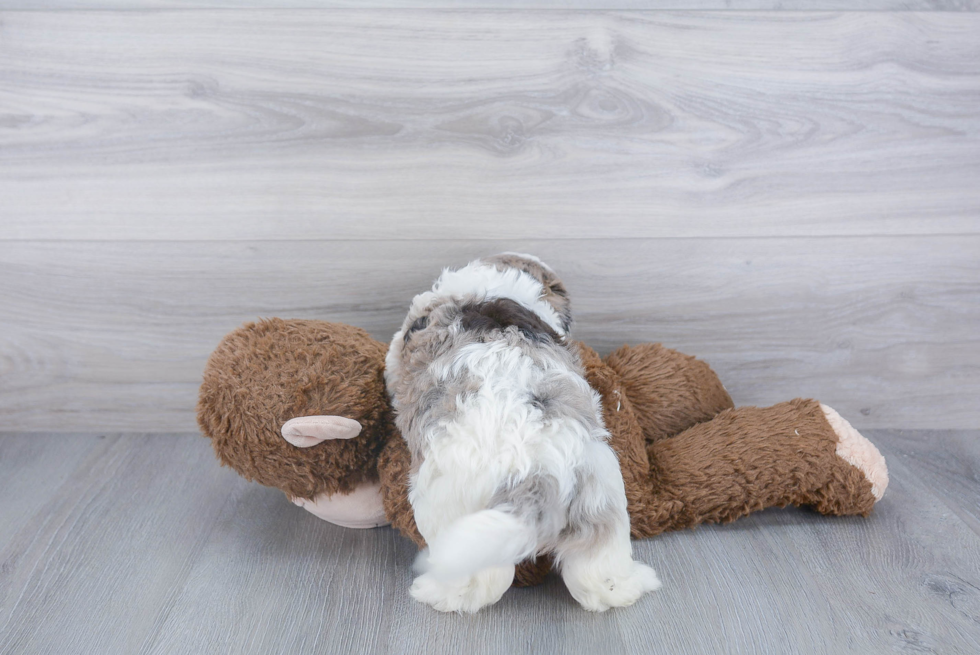 Petite Shih Poo Poodle Mix Pup