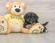 6 week old Shih Poo Puppy For Sale - Premier Pups