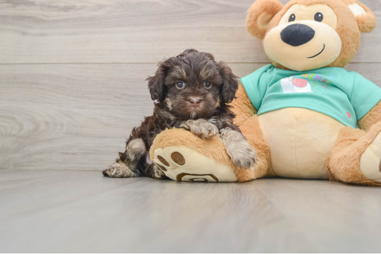 Popular Shih Poo Poodle Mix Pup