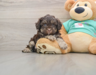 5 week old Shih Poo Puppy For Sale - Premier Pups