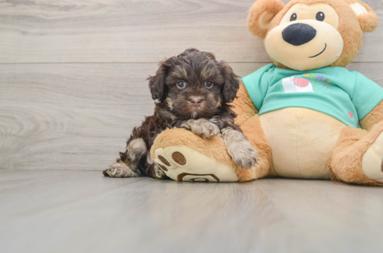 Popular Shih Poo Poodle Mix Pup