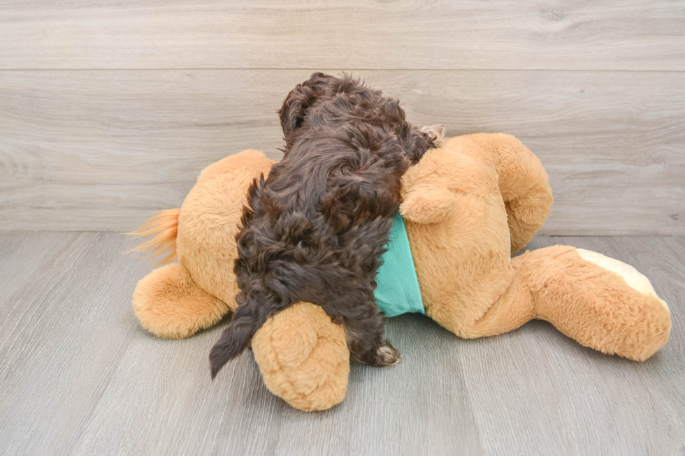 Sweet Shih Poo Baby