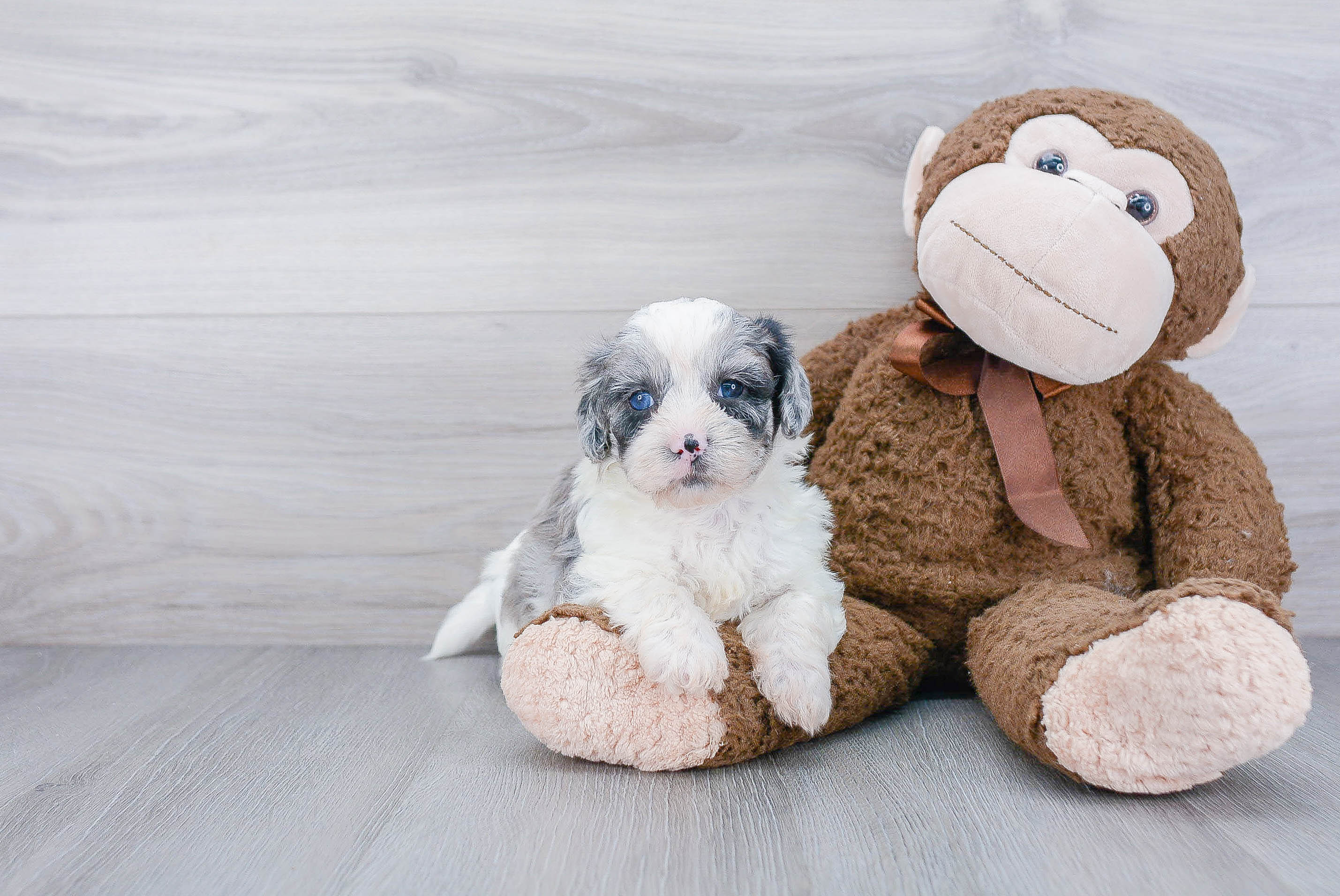 Best Poodle Baby