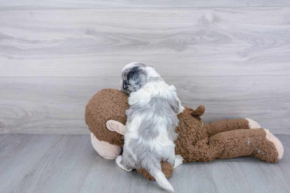 Friendly Poodle Purebred Pup