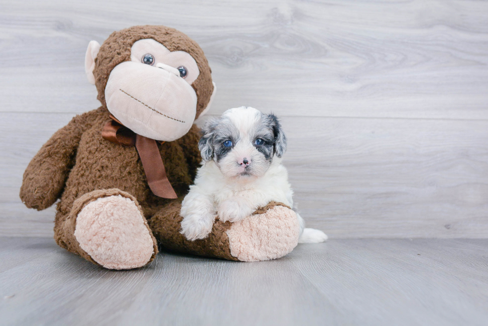 Adorable Pudle Purebred Puppy