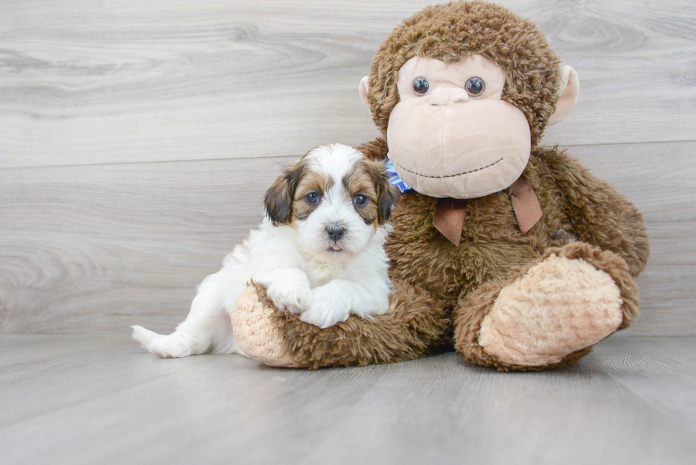 Best Shih Poo Baby