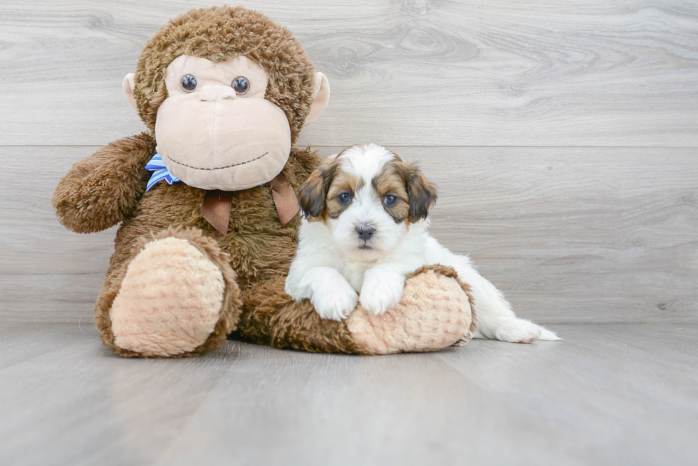 Small Shih Poo Baby