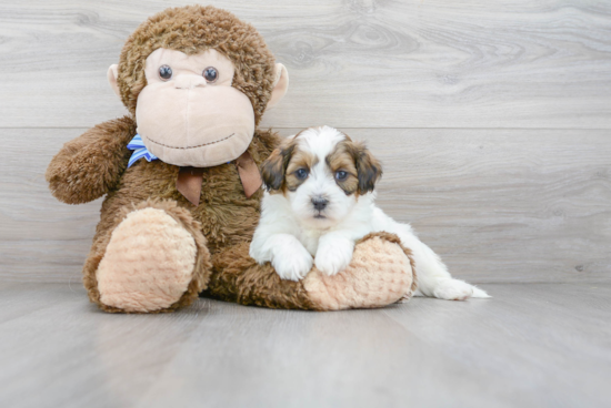 Small Shih Poo Baby