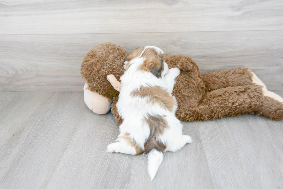 Petite Shih Poo Poodle Mix Pup