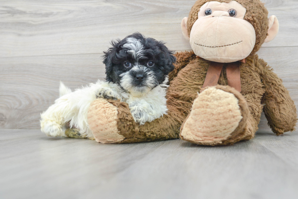 Happy Shih Poo Baby