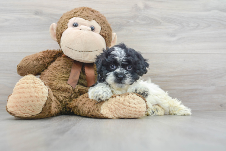 Best Shih Poo Baby