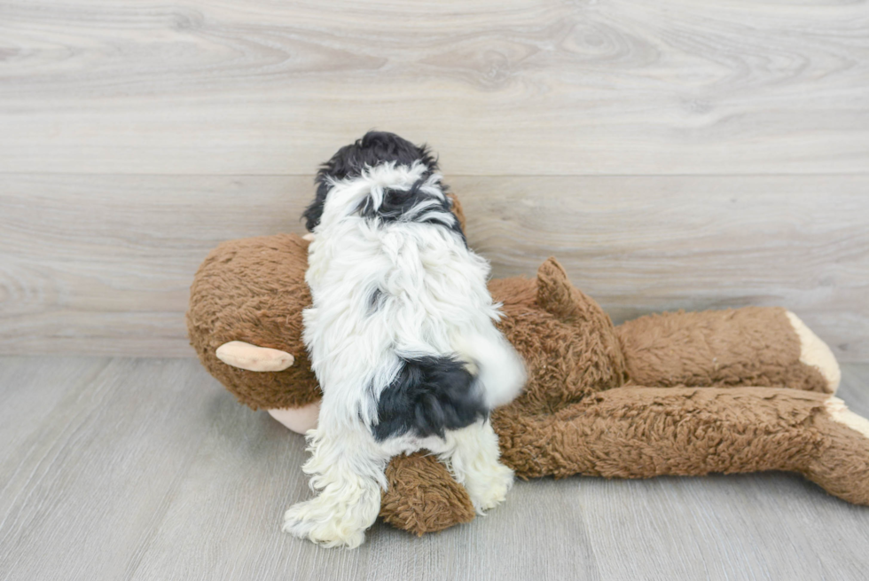 Cute Shih Poo Baby