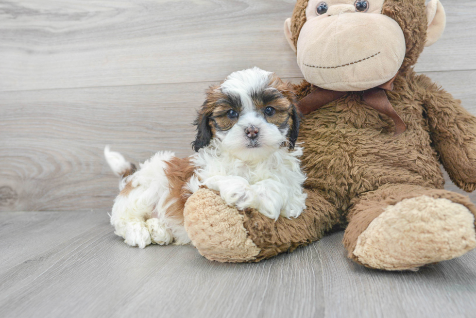 Popular Shih Poo Poodle Mix Pup