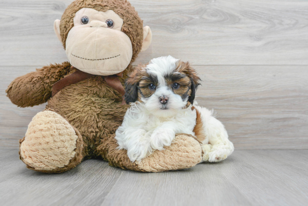 Energetic Shihpoo Poodle Mix Puppy