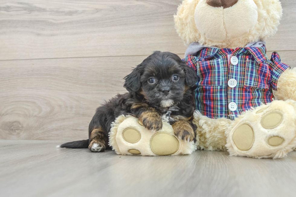 Best Shih Poo Baby