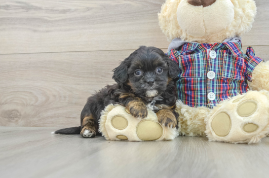 Best Shih Poo Baby