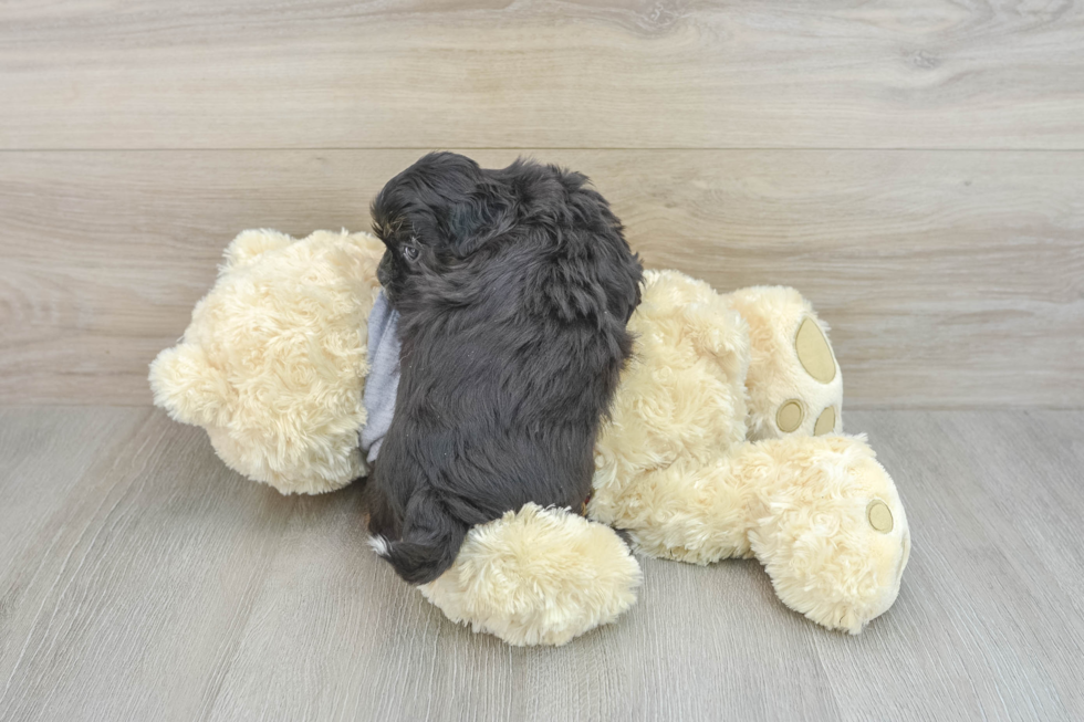 Shih Poo Pup Being Cute