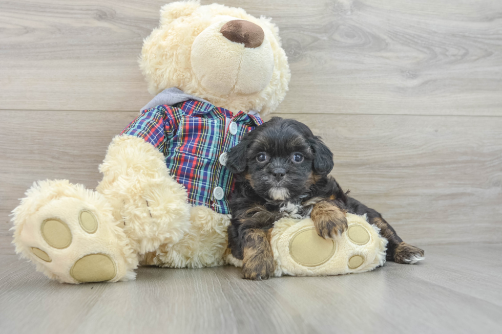 Little Shih Poo Poodle Mix Puppy