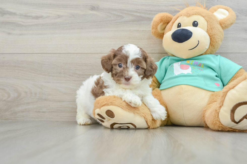 6 week old Shih Poo Puppy For Sale - Premier Pups