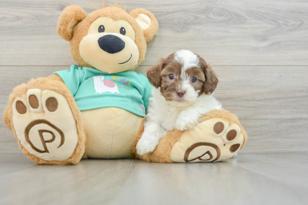 Shih Poo Pup Being Cute