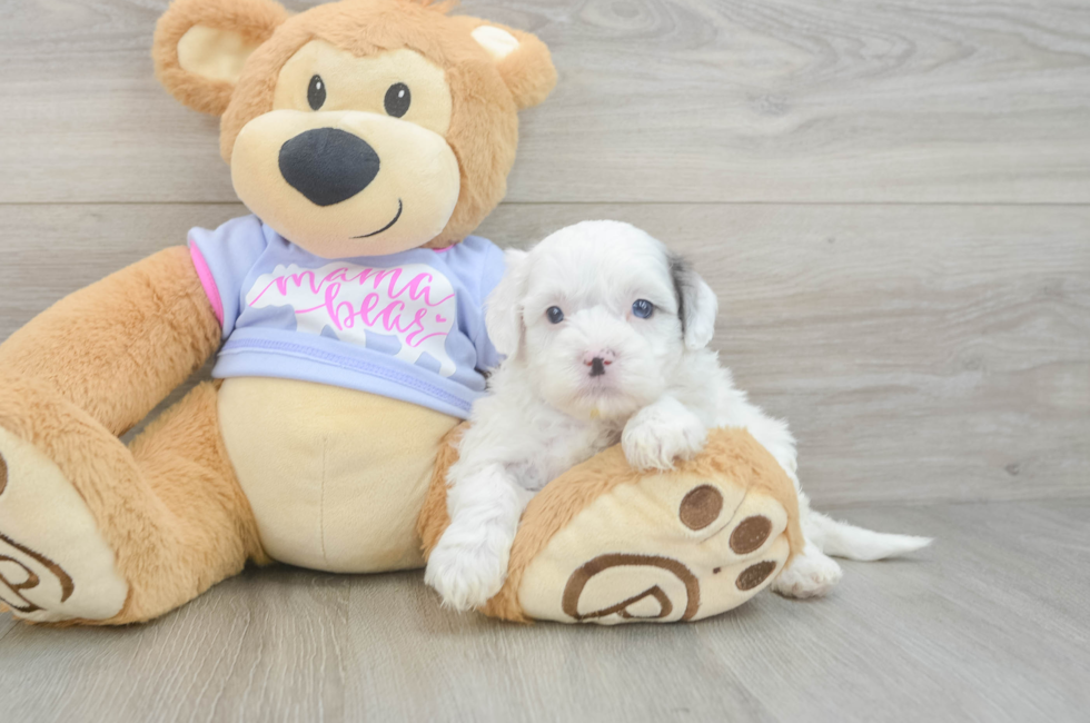 5 week old Shih Poo Puppy For Sale - Premier Pups