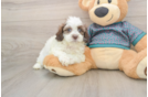 Shih Poo Pup Being Cute