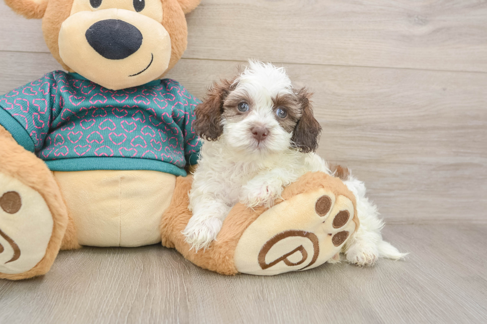 Shih Poo Pup Being Cute