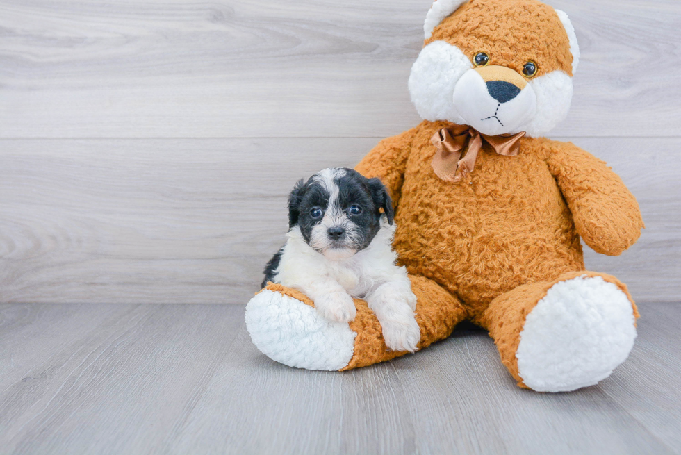 Playful Shihpoo Poodle Mix Puppy