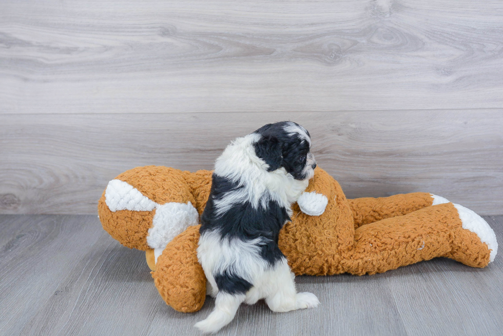 Popular Shih Poo Poodle Mix Pup